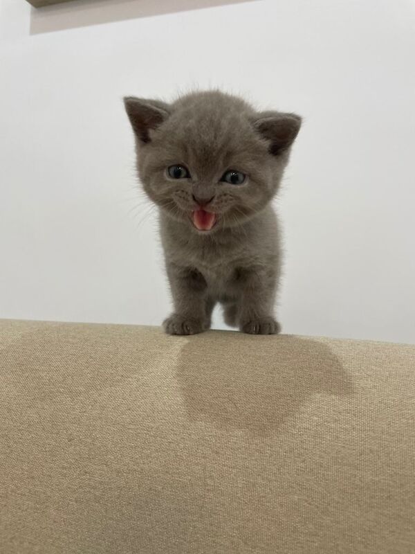 British short kittens - Image 4 of 4