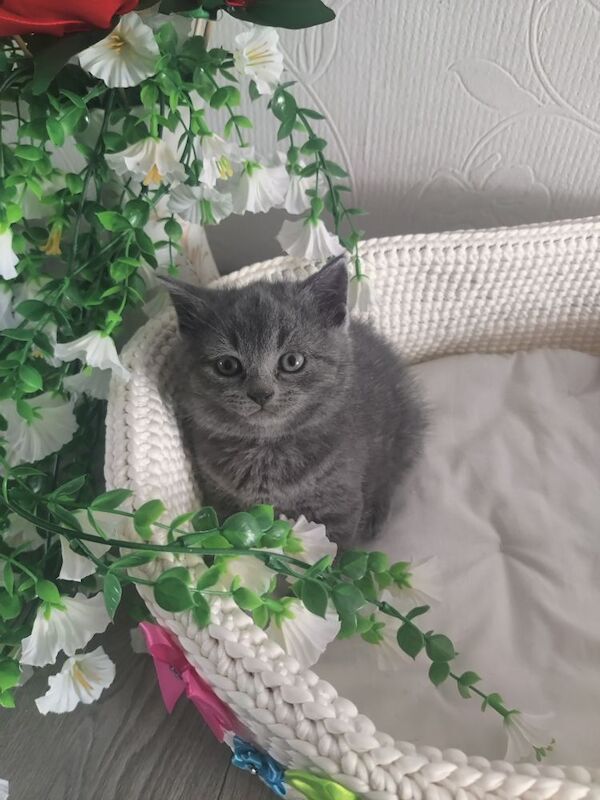 British Shorthair kittens for sale in Queenborough, Kent – 5 weeks old