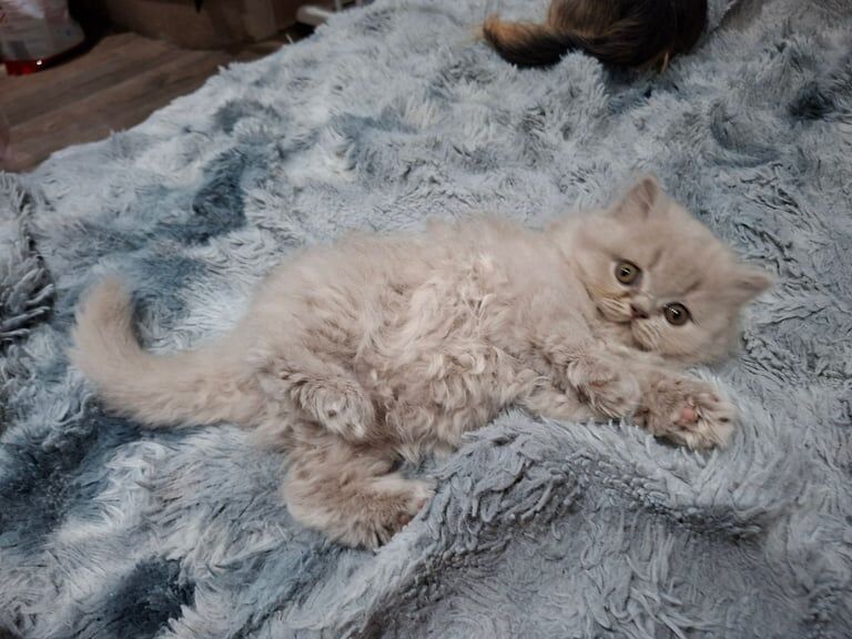 British Shorthair kittens for sale in Wolverhampton, West Midlands – 8 weeks old
