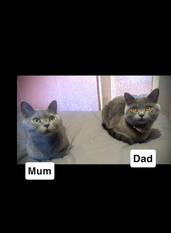 BRITISH SHORTHAIR for sale in Birmingham, West Midlands | Image 2
