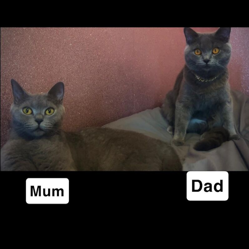 BRITISH SHORTHAIR for sale in Birmingham, West Midlands | Image 3