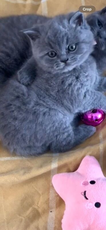 BRITISH SHORTHAIR for sale in Birmingham, West Midlands | Image 4