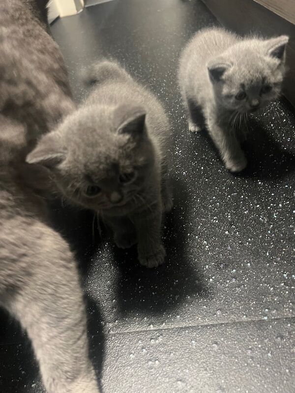 British Shorthair kittens for sale in Stratford, Greater London – 10 months old