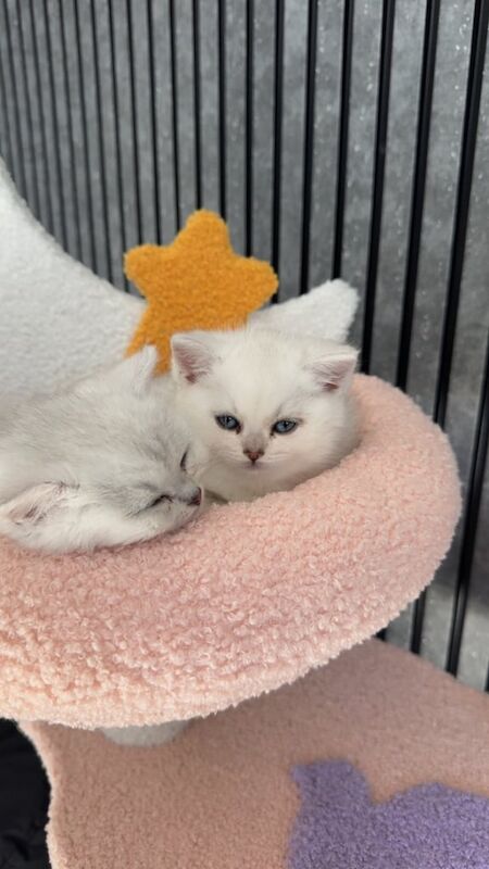 British shorthair for sale in Sandwell, West Midlands