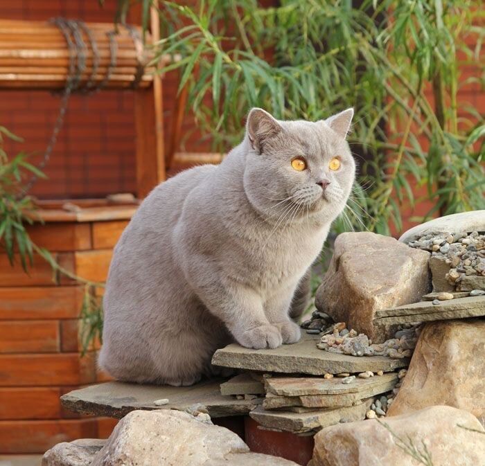 British Shorthair for sale in Ealing, Greater London