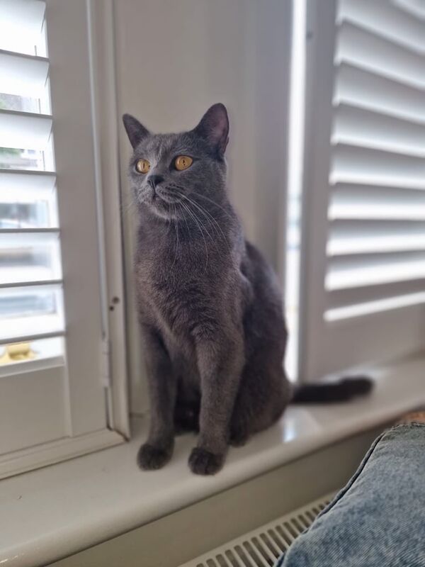 British Shorthair kittens for sale in Ealing, Greater London – 2 years old - Image 2 of 3