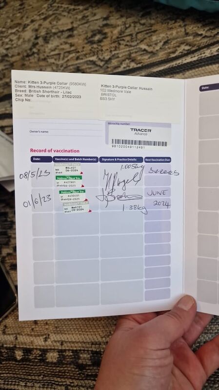 British Shorthair kittens for sale in Ealing, Greater London – 2 years old - Image 3 of 3