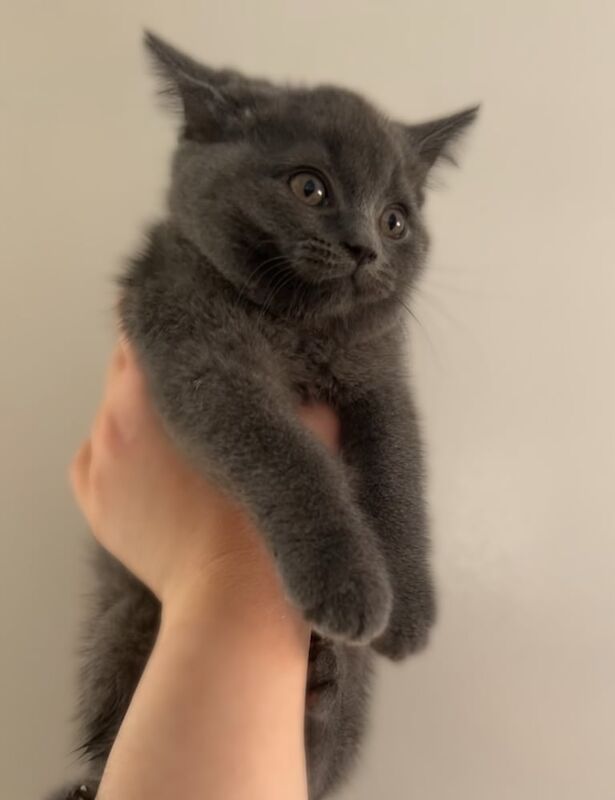 British shorthair for sale in Orpington, Greater London