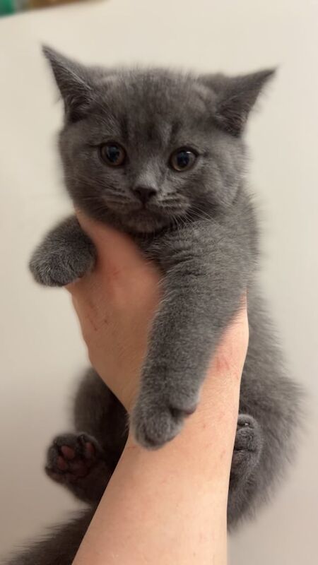 British Shorthair kittens for sale in Orpington, Greater London – 9 months old - Image 2 of 3