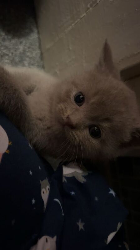 British Shorthair kittens for sale in Orpington, Greater London – 9 months old - Image 3 of 3
