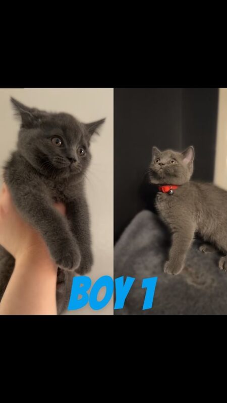 British shorthair for sale in Orpington, Greater London