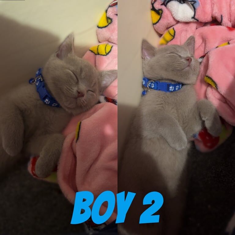 British shorthair for sale in Orpington, Greater London | Image 2