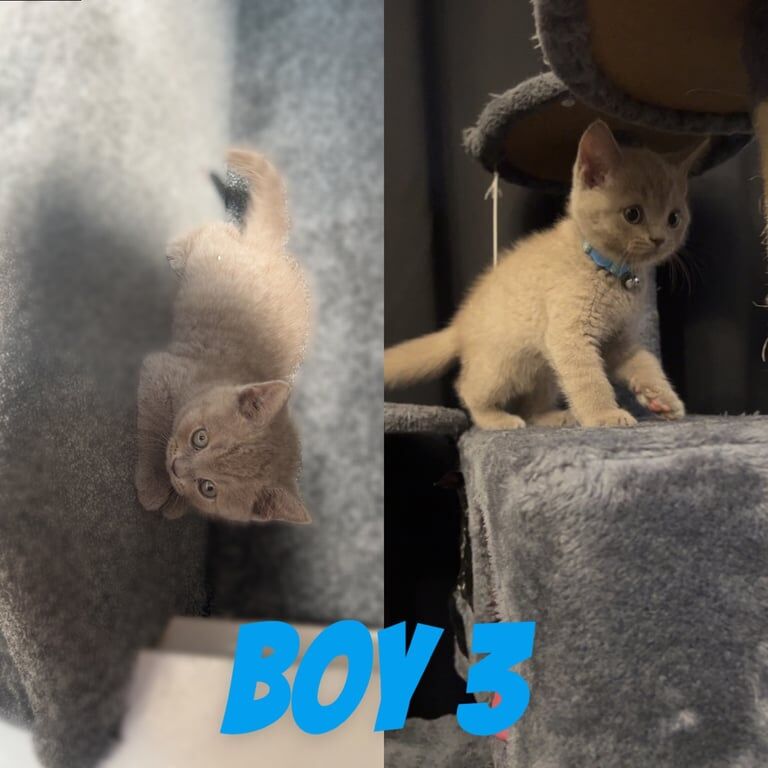 British shorthair for sale in Orpington, Greater London | Image 3