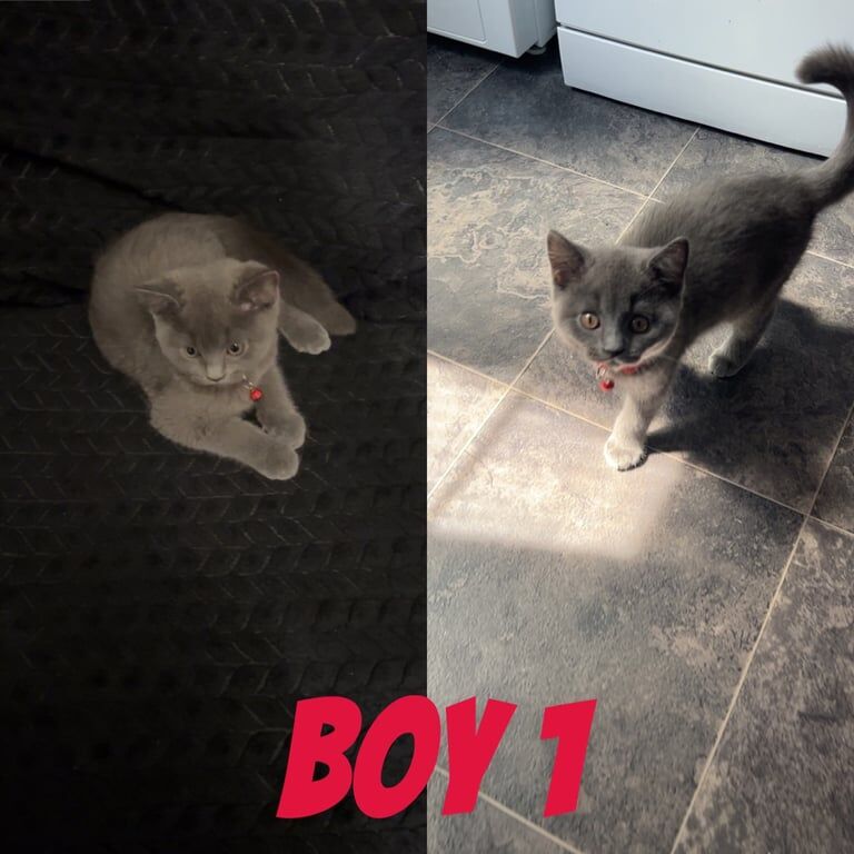 British shorthair for sale in Orpington, Greater London