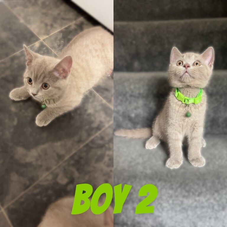 British shorthair for sale in Orpington, Greater London | Image 2