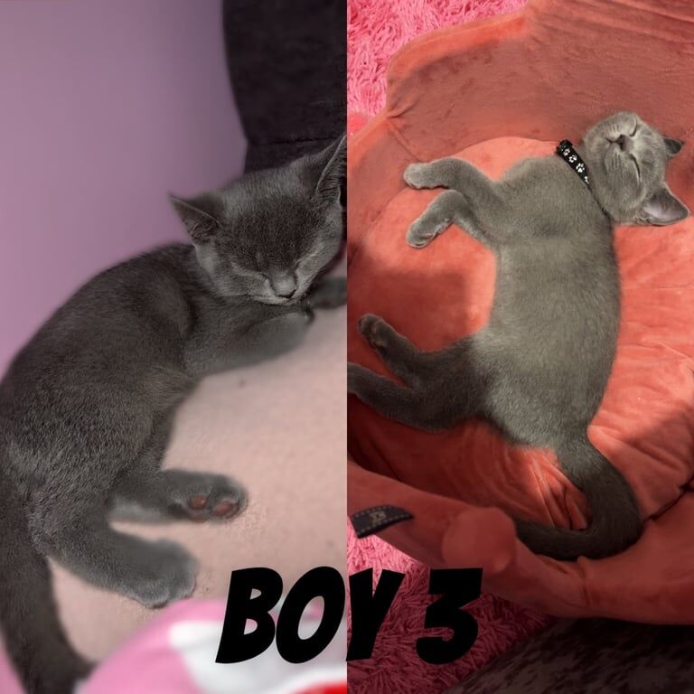 British shorthair for sale in Orpington, Greater London | Image 3