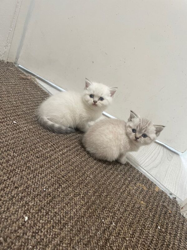 British shorthair for sale in Enfield, Greater London