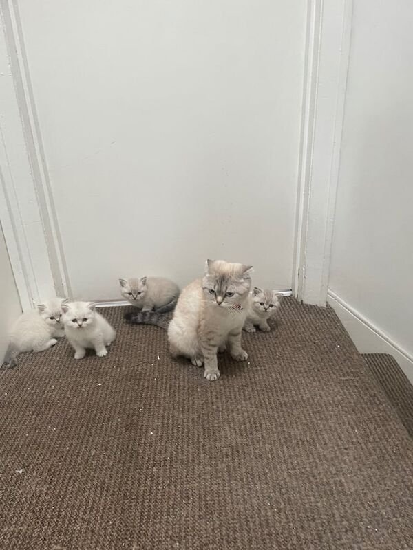 British Shorthair kittens for sale in Enfield, Greater London – 8 months old - Image 2 of 2
