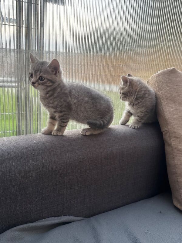 British Shorthair kittens for sale in Harlow, Essex – 8 weeks old