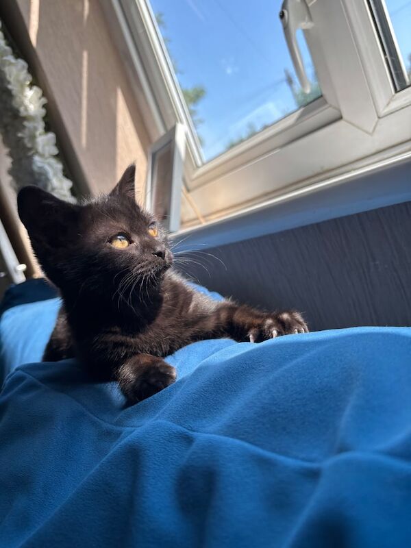 British Shorthair kittens for sale in Bradford, West Yorkshire – 3 months old