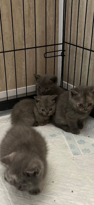 British Shorthair kittens for sale in Llanelli, Dyfed – 8 weeks old