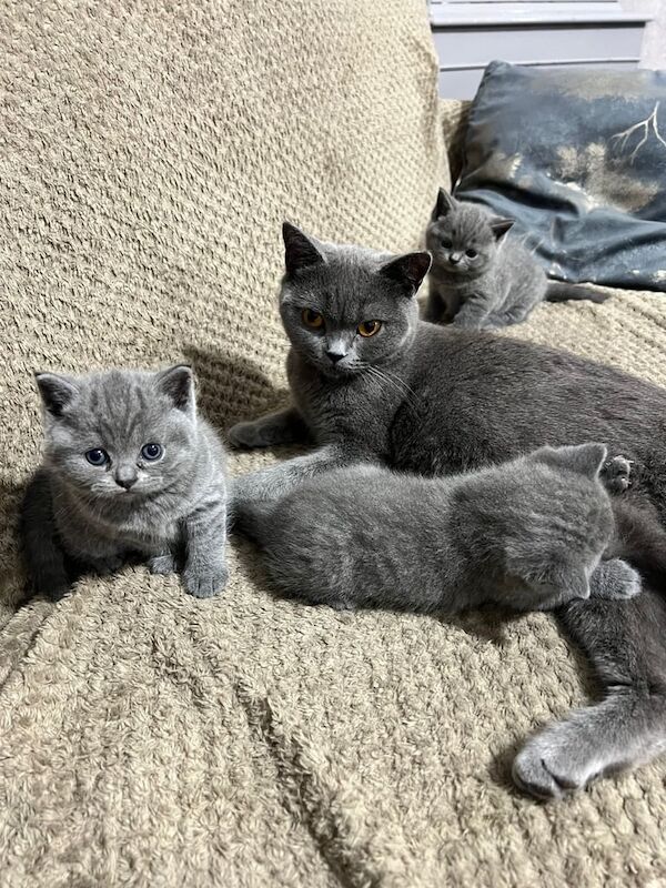 British Shorthair kittens for sale in Bradford, West Yorkshire – 5 weeks old