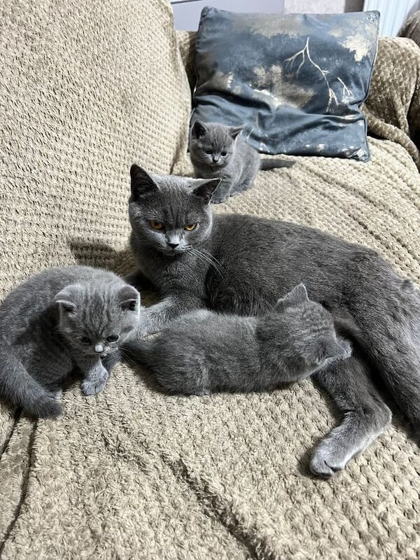 British Shorthair kittens for sale in Bradford, West Yorkshire – 5 weeks old - Image 2 of 2