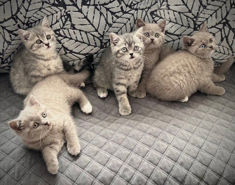 British shorthair - Image 2 of 3