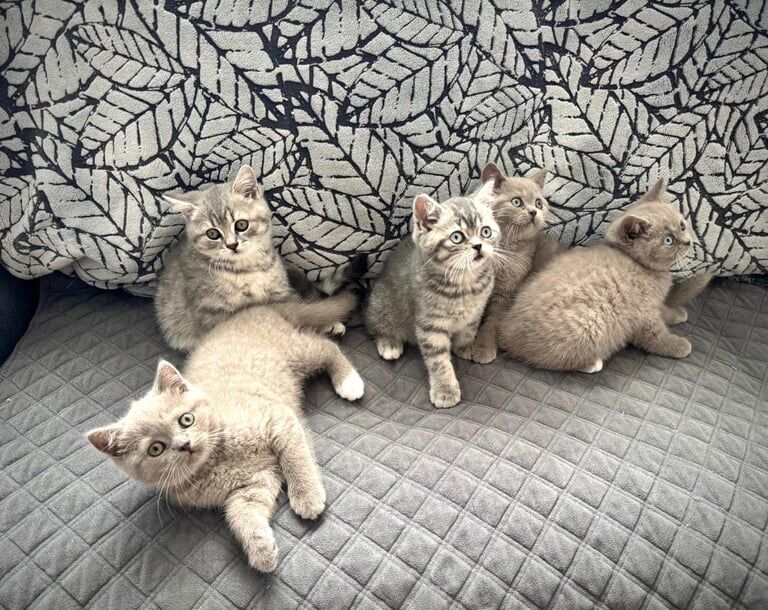 British shorthair - Image 3 of 3
