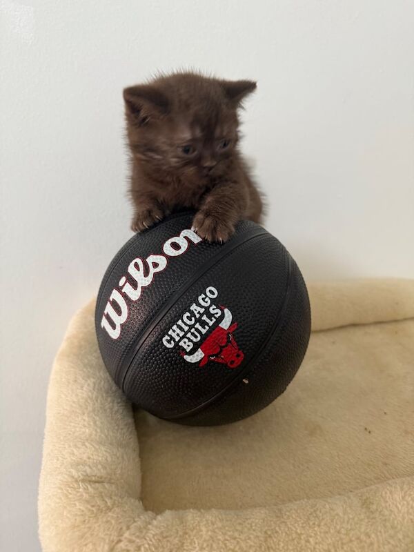 British Shorthair kittens for sale in Rusholme, Greater Manchester – 8 weeks old - Image 1 of 3