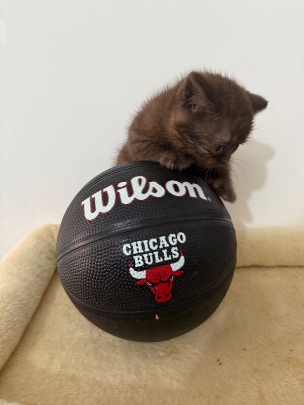 British Shorthair kittens for sale in Rusholme, Greater Manchester – 8 weeks old - Image 2 of 3