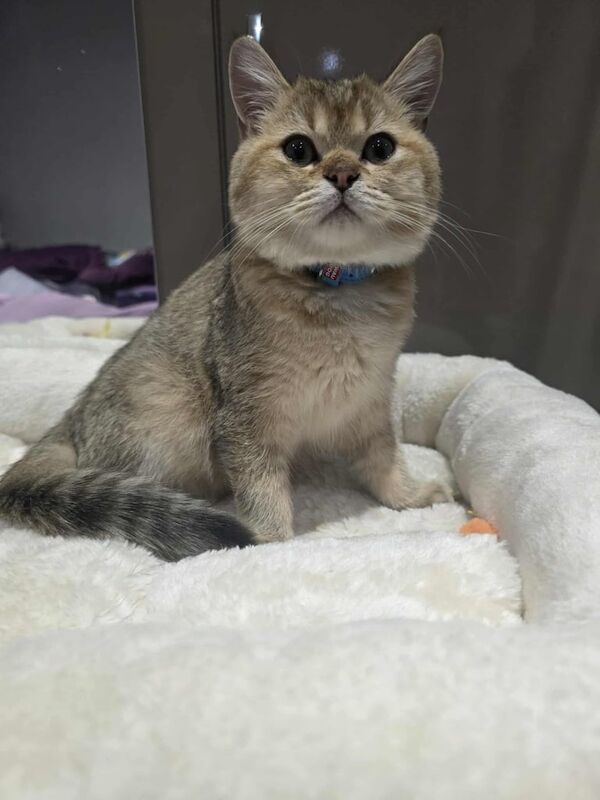British Shorthair kittens for sale in Southend-on-Sea, Essex – 6 months old