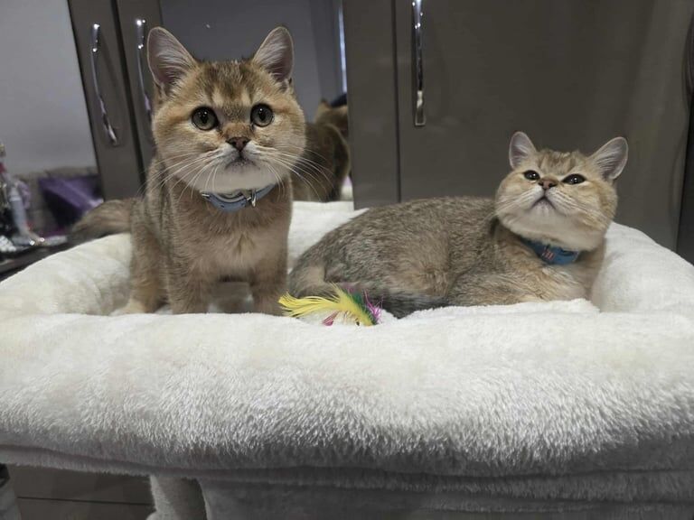 British Shorthair kittens for sale in Southend-on-Sea, Essex – 6 months old - Image 2 of 5