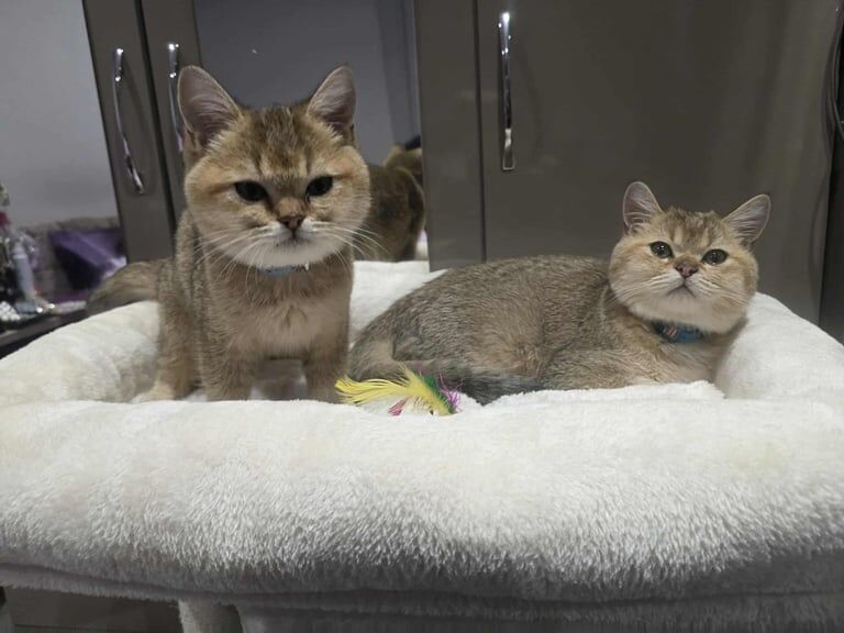 British Shorthair kittens for sale in Southend-on-Sea, Essex – 6 months old - Image 3 of 5