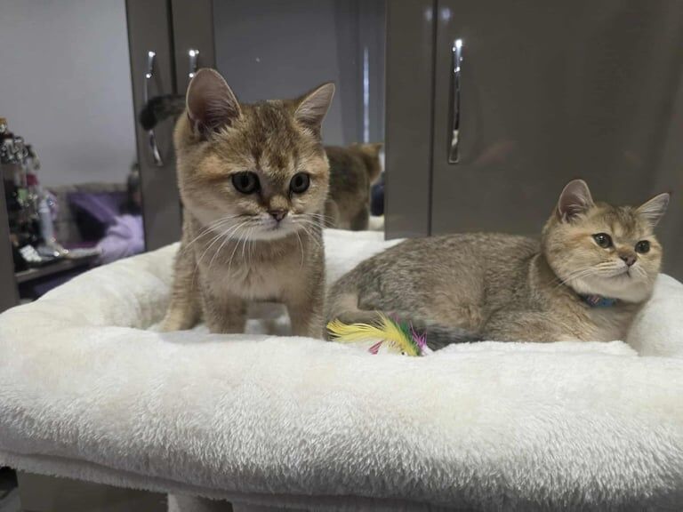 British Shorthair kittens for sale in Southend-on-Sea, Essex – 6 months old - Image 4 of 5