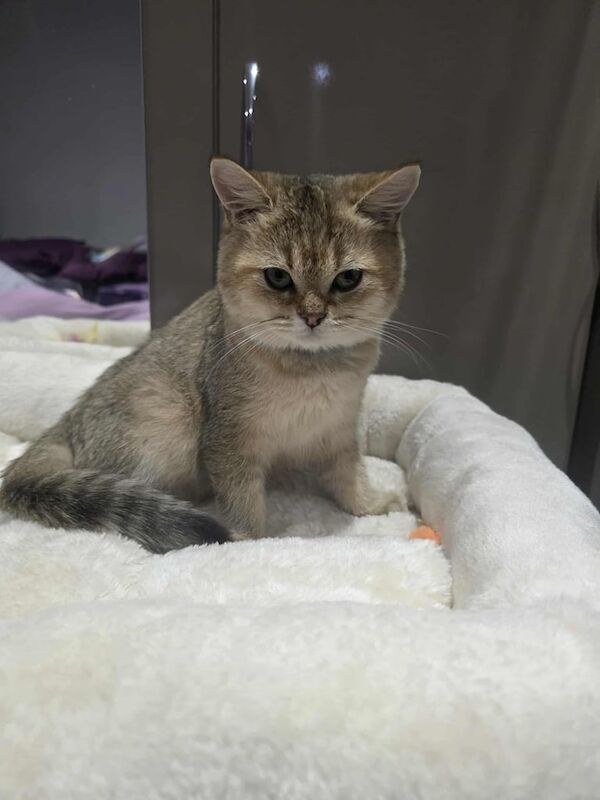 British Shorthair kittens for sale in Southend-on-Sea, Essex – 6 months old - Image 5 of 5