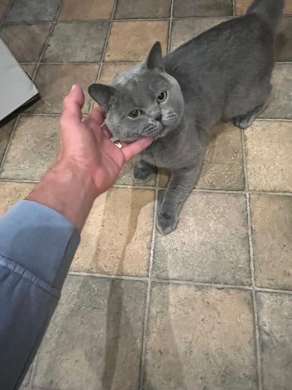 British Shorthair kittens for sale in Loughton, Essex – 1 year old