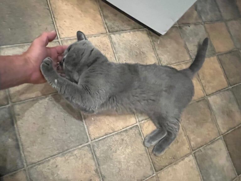 British Shorthair kittens for sale in Loughton, Essex – 1 year old - Image 2 of 3