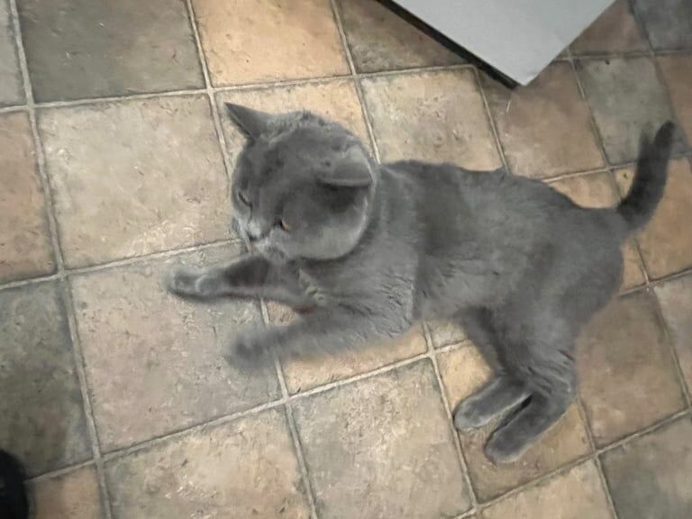 British Shorthair kittens for sale in Loughton, Essex – 1 year old - Image 3 of 3