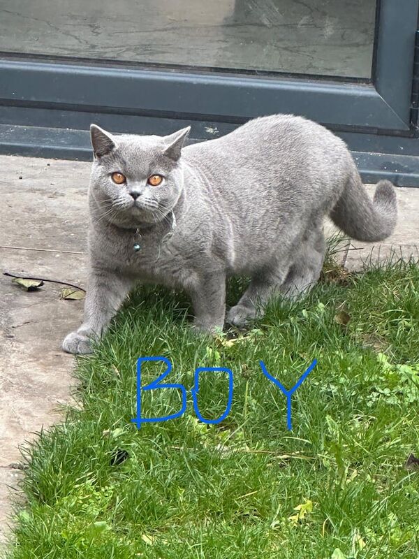 British Shorthair kittens for sale in Cheshunt, Hertfordshire – 7 months old - Image 2 of 2