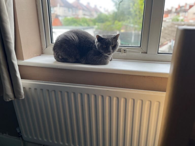 British Shorthair kittens for sale in Coventry, West Midlands – 3 years old