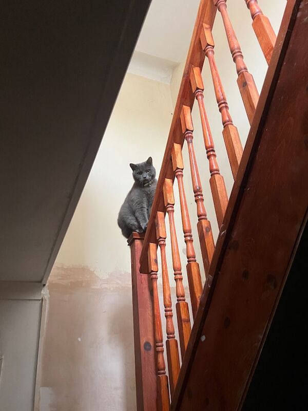 British Shorthair kittens for sale in Coventry, West Midlands – 3 years old - Image 2 of 4