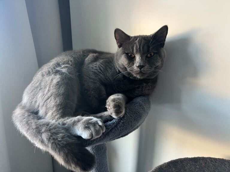 British Shorthair kittens for sale in Coventry, West Midlands – 3 years old - Image 3 of 4