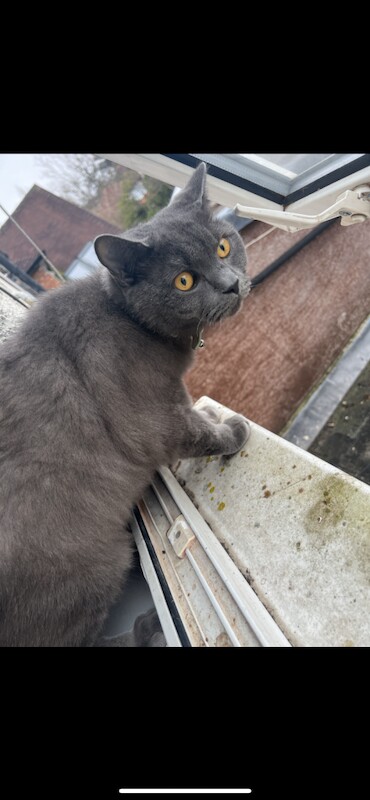 British Shorthair kittens for sale in Coventry, West Midlands – 3 years old - Image 4 of 4