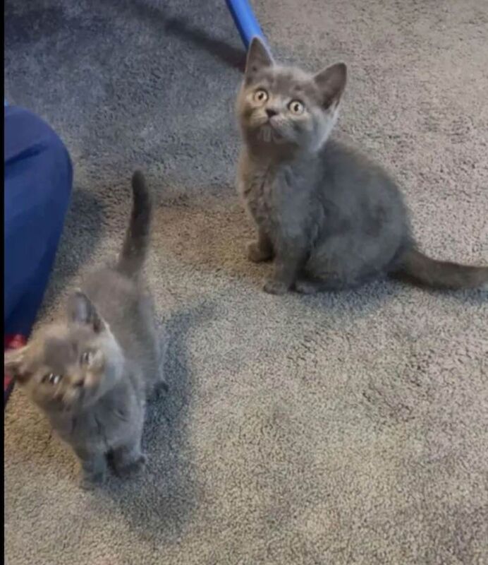 British Shorthair kittens for sale in Derby, Derbyshire – 3 months old
