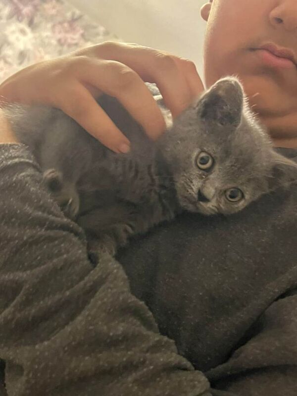 British Shorthair kittens for sale in Derby, Derbyshire – 3 months old - Image 2 of 2