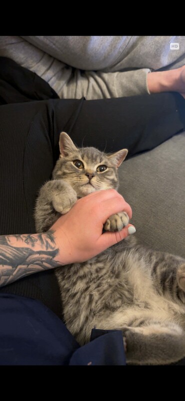 British Shorthair kittens for sale in South Normanton, Derbyshire – 4 months old