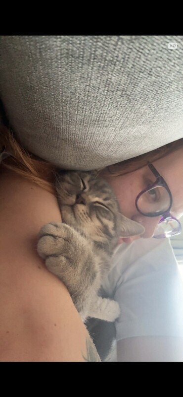 British Shorthair kittens for sale in South Normanton, Derbyshire – 4 months old - Image 2 of 5