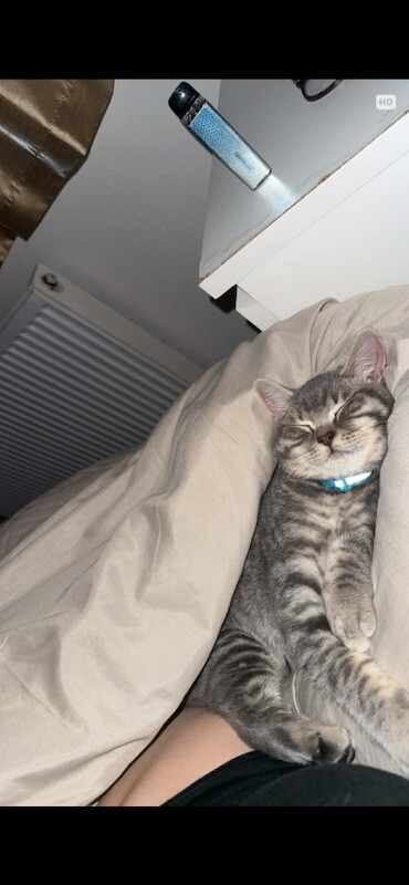 British Shorthair kittens for sale in South Normanton, Derbyshire – 4 months old - Image 3 of 5