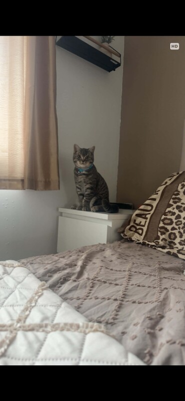 British Shorthair kittens for sale in South Normanton, Derbyshire – 4 months old - Image 4 of 5